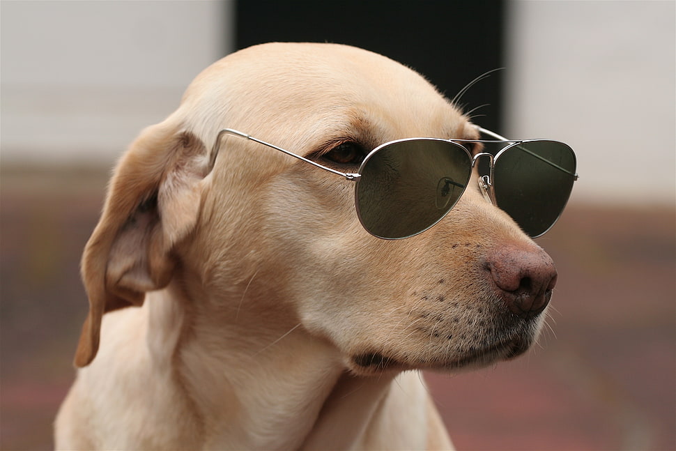 labrador dog wearing sunglasses HD wallpaper